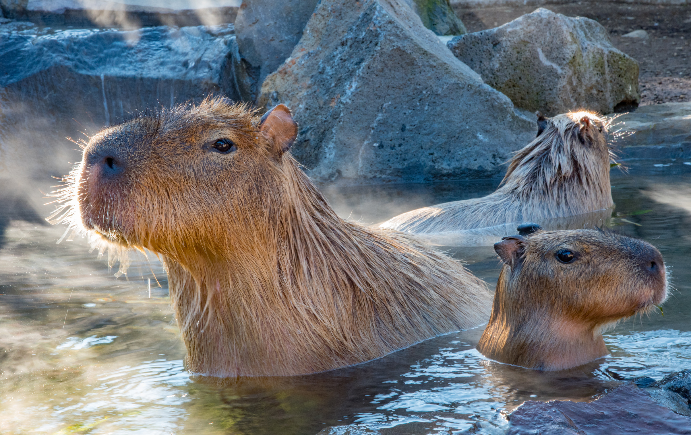 Capybara In Hot Spring