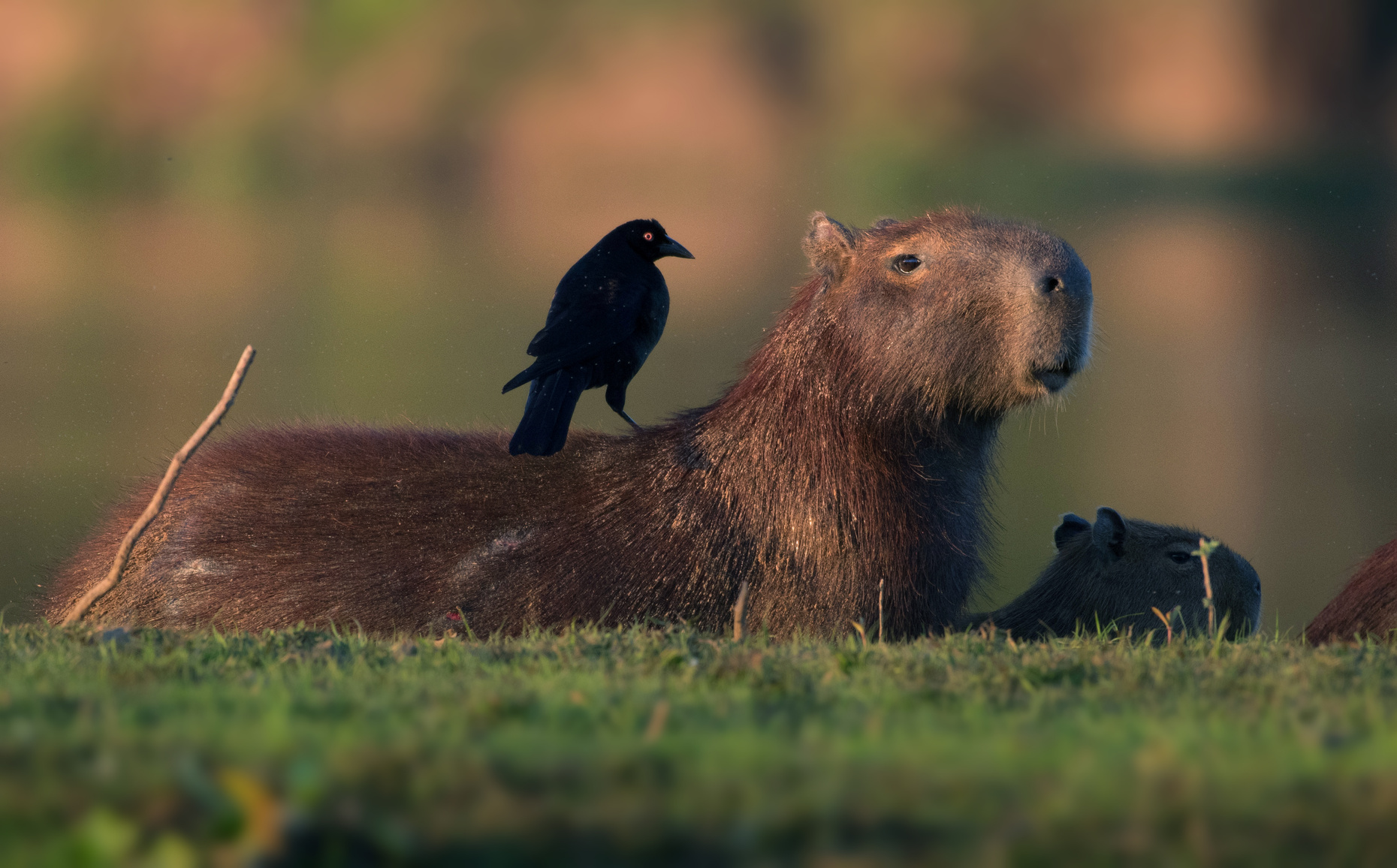 Capybara in Pantanal Brazil