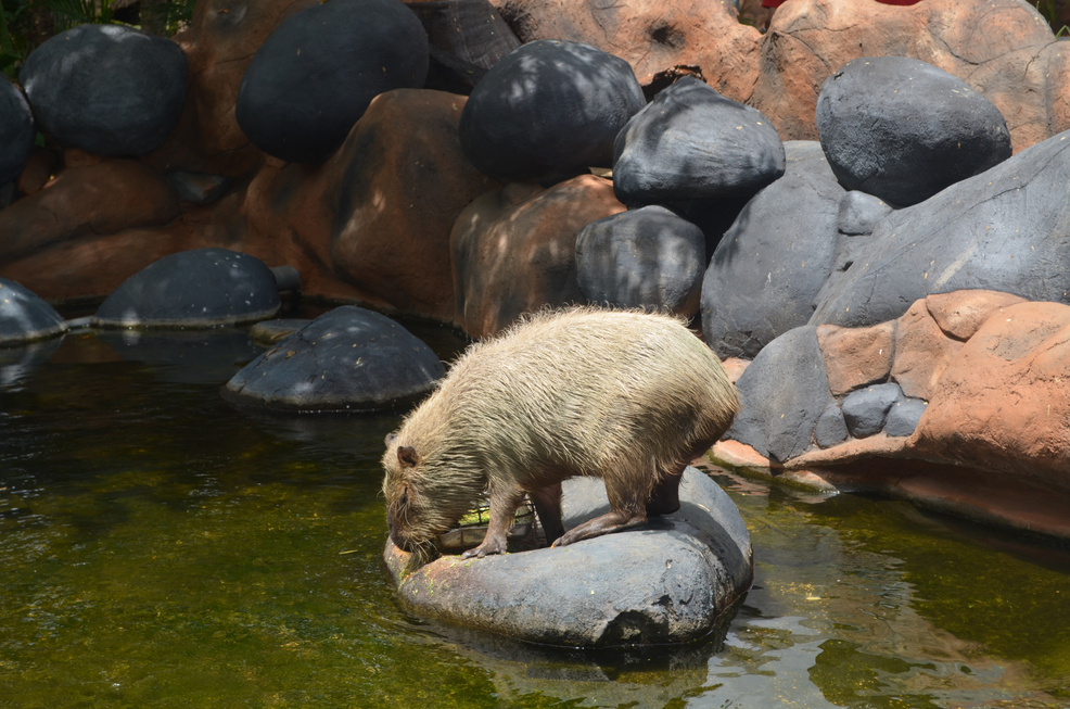 A Capybara on a Rock